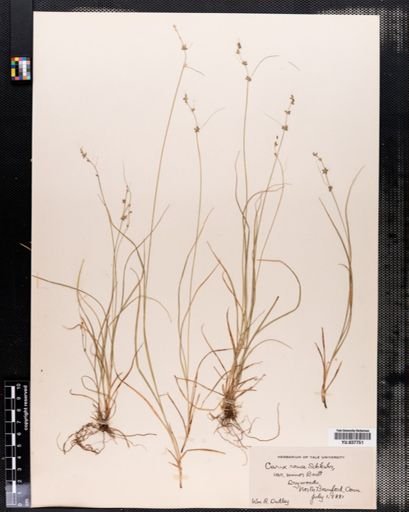Carex rosea