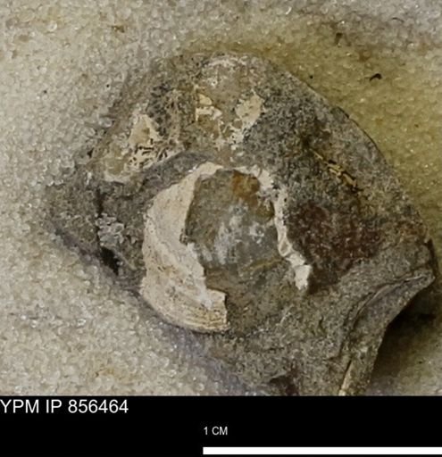 undet. Bivalvia