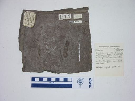 Grallator gracilis
