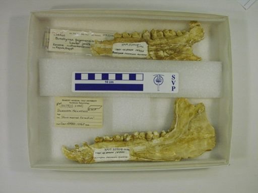 Bunohyrax fajumensis