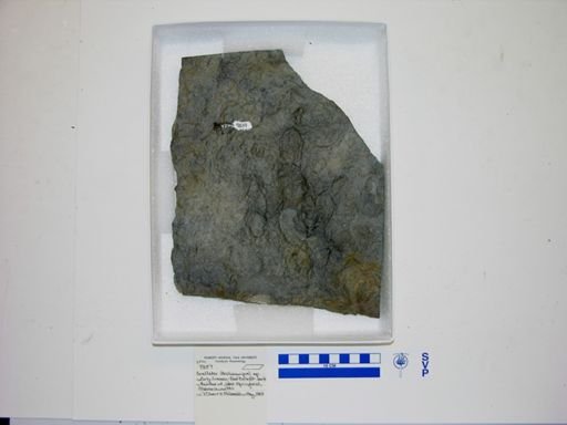 Grallator sp.
