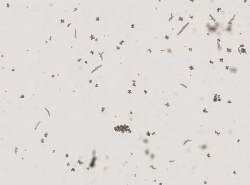 Gersemia fruticosa