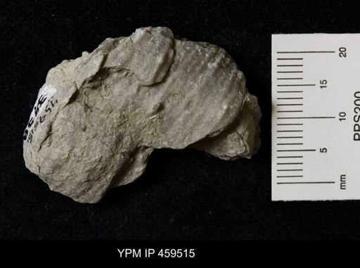 Dictyoclostus portlockianus crassicostatus