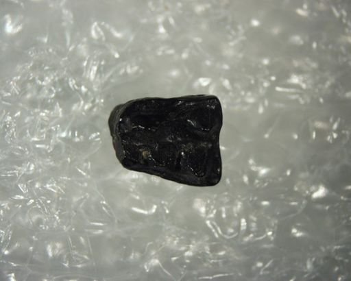 Washakius sp.