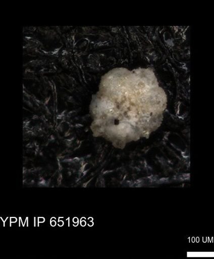 undet. Foraminiferida