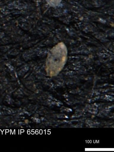 Spirolocammina subcircularis