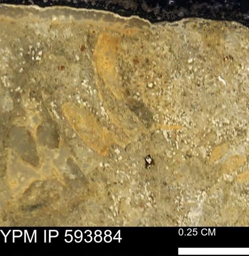 undet. Ammonoidea