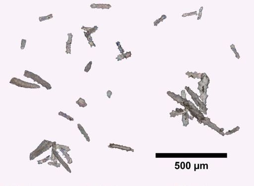 Cornulariella pumila