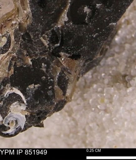 undet. Mollusca