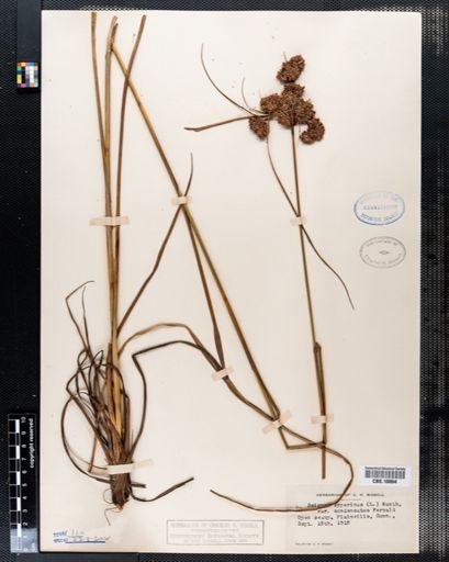 Scirpus cyperinus