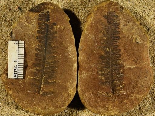 Pecopteris