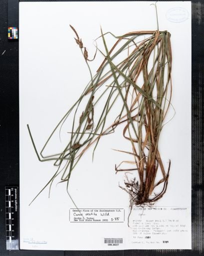 Carex vestita