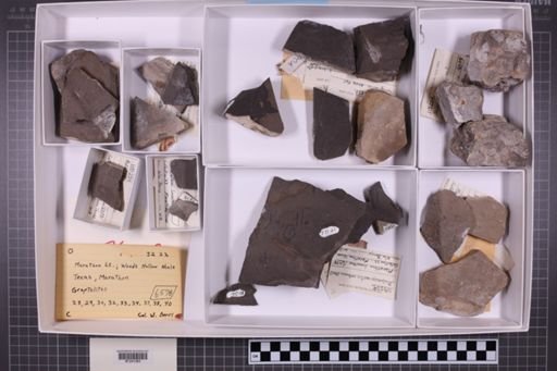 mixed taxa, stratigraphic collection