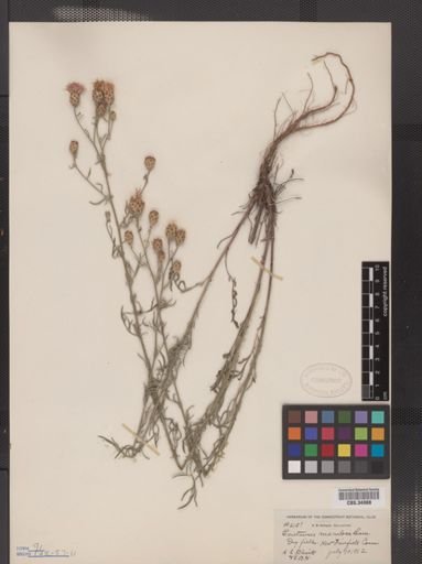 Centaurea maculosa