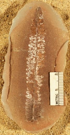 Pecopteris