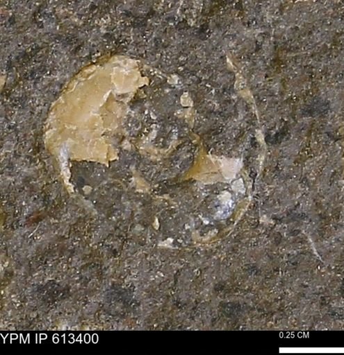 Scaphites sp.