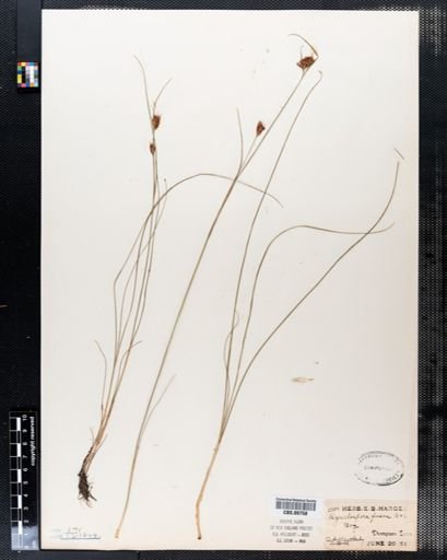 Rhynchospora fusca