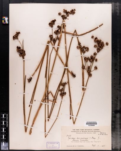 Juncus canadensis