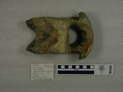 Odobenus sp.