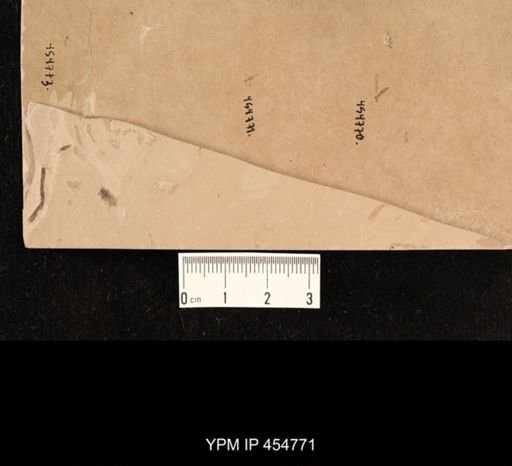 undet. Hymenoptera