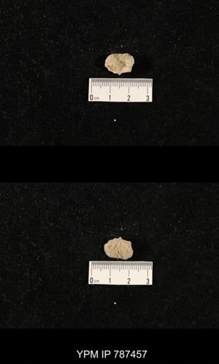 undet. Brachiopoda