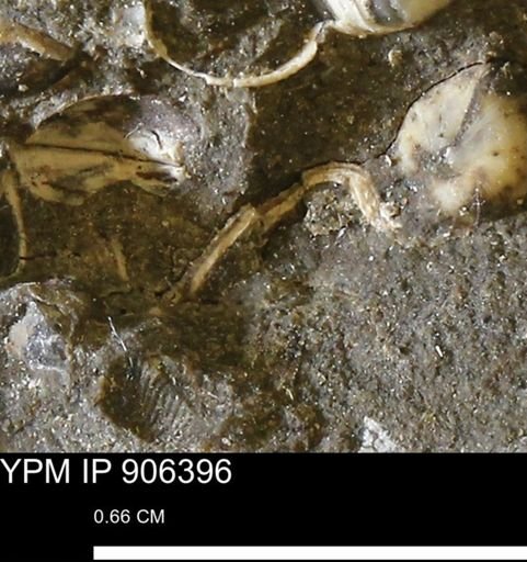 undet. Mollusca