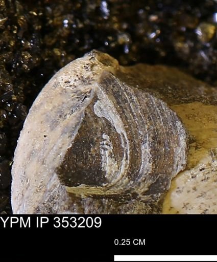 Limopsis striatopunctatus