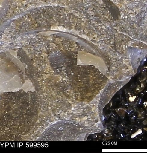 Protocardia subquadrata