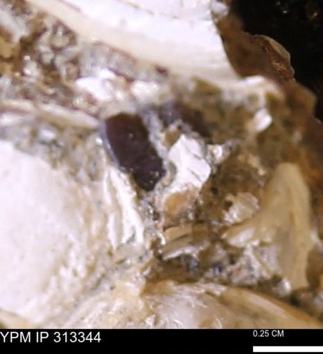 Mollusca?
