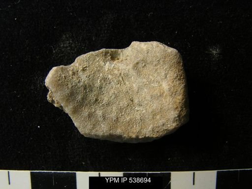 Monticulipora molesta