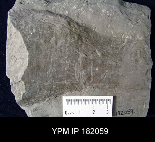 Dictyospongia cylindrica