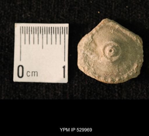 Archaeocidaris sp.