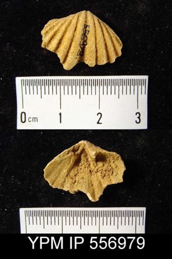 Megakozlowskiella perlamellosa