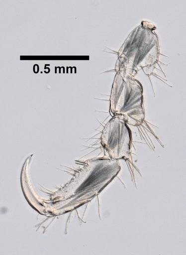 Caprella penantis