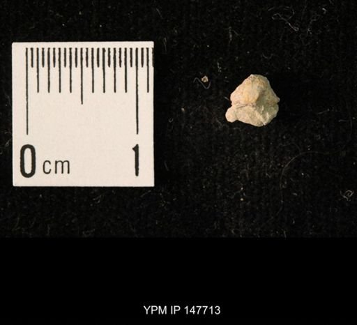 Ambocoelia planoconvexa