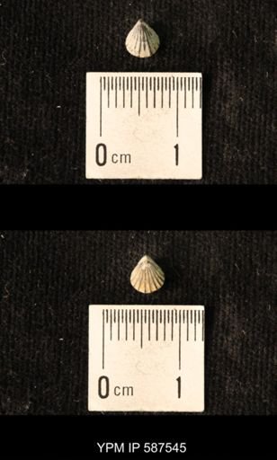 Camarotoechia whitei