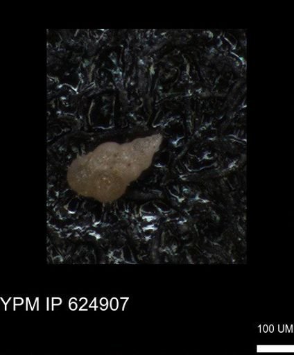 undet. Heterohelicidae