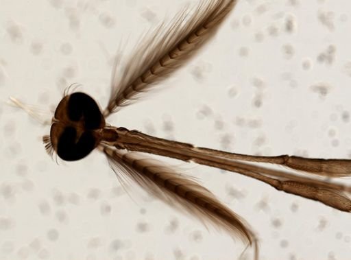 Anopheles