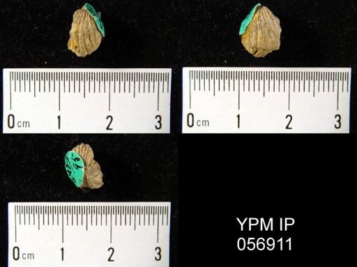 Rhynchospira formosa