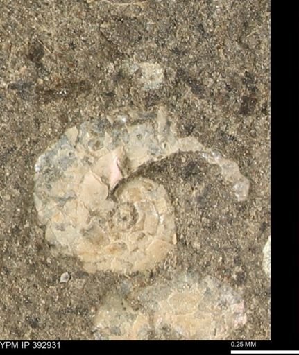 Scaphites sp.