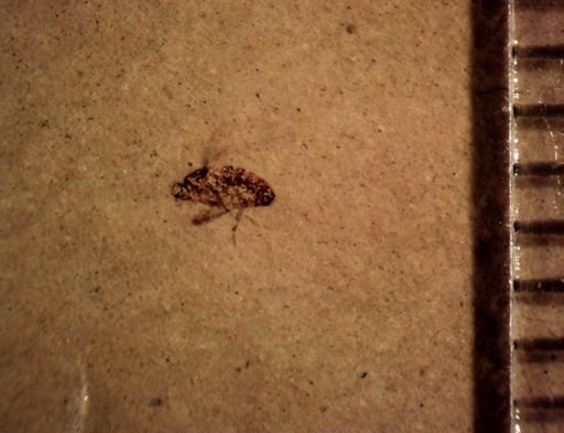 Diptera?