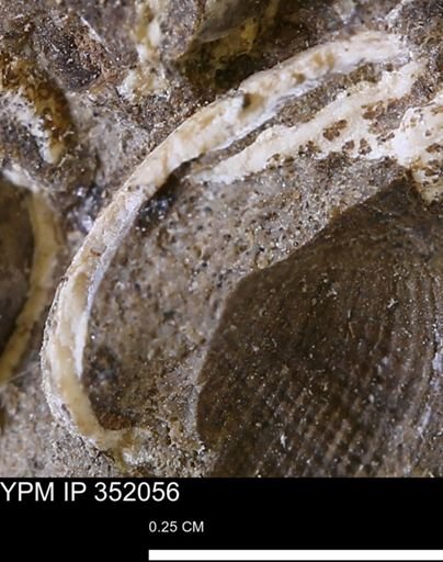 undet. Bivalvia