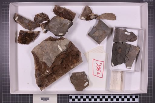 mixed taxa, stratigraphic collection