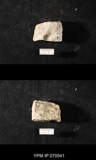 Favosites louisvillensis