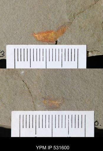 Arthropoda?