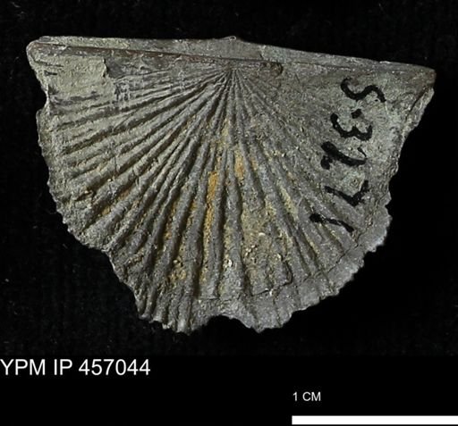 Stropheodonta sp.