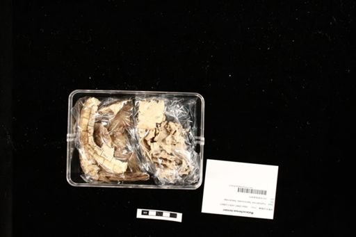 Malacochersus tornieri