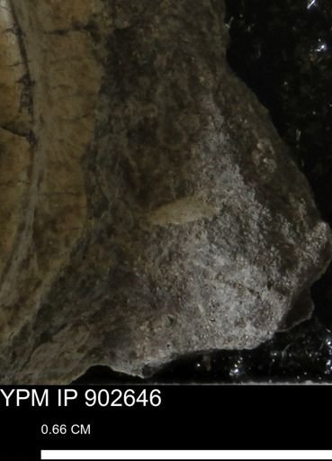 undet. Mollusca