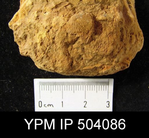 Dalmanella planiconvexa