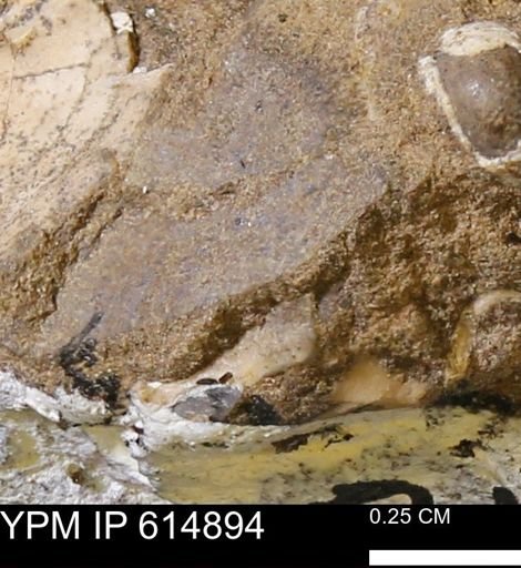 undet. Mollusca